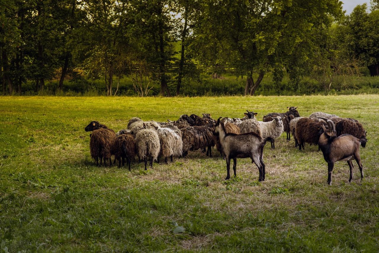 Gospodarstwo Agroturystyczne Dworek Janowicki Kazimierzewo Экстерьер фото